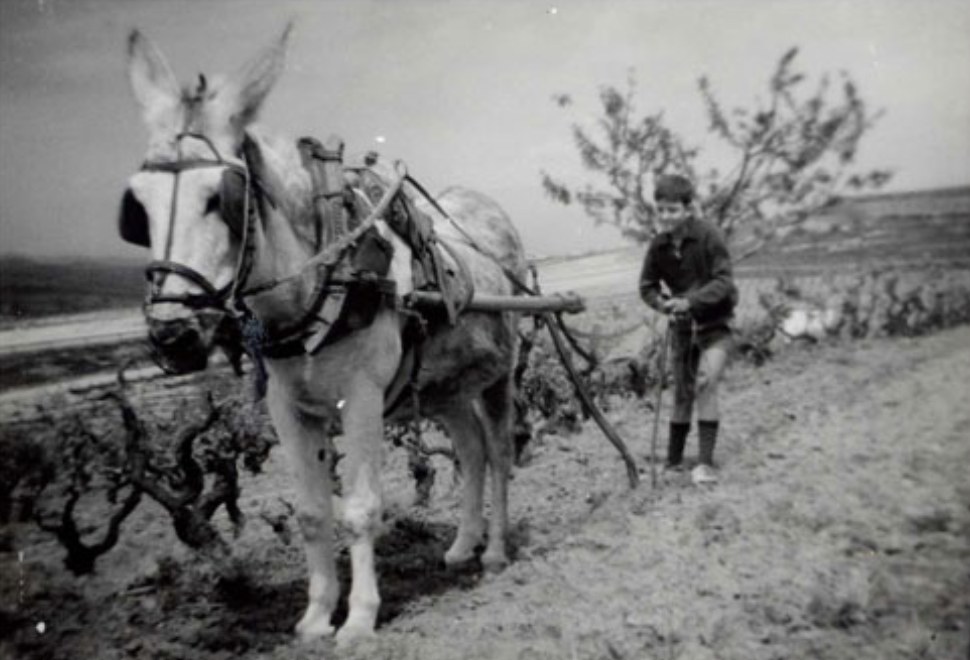 Fotografia antiga d'un nen amb una mula treballant la vinya