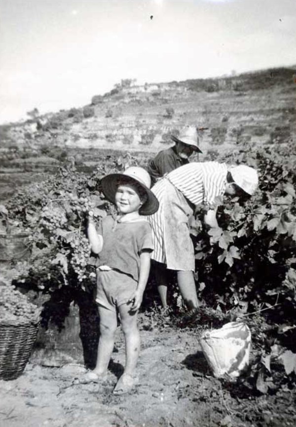 Un nen petit a la vinya durant la verema
